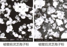 超微粉碎機是不是破壁機？什么是破壁？